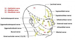 Sensory Nerve supply of face